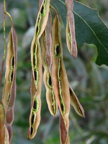 Acacia bancroftiorum pods